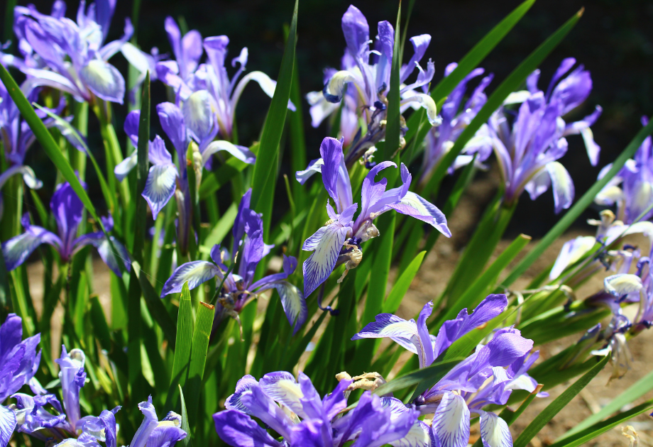 Blue Flag Iris